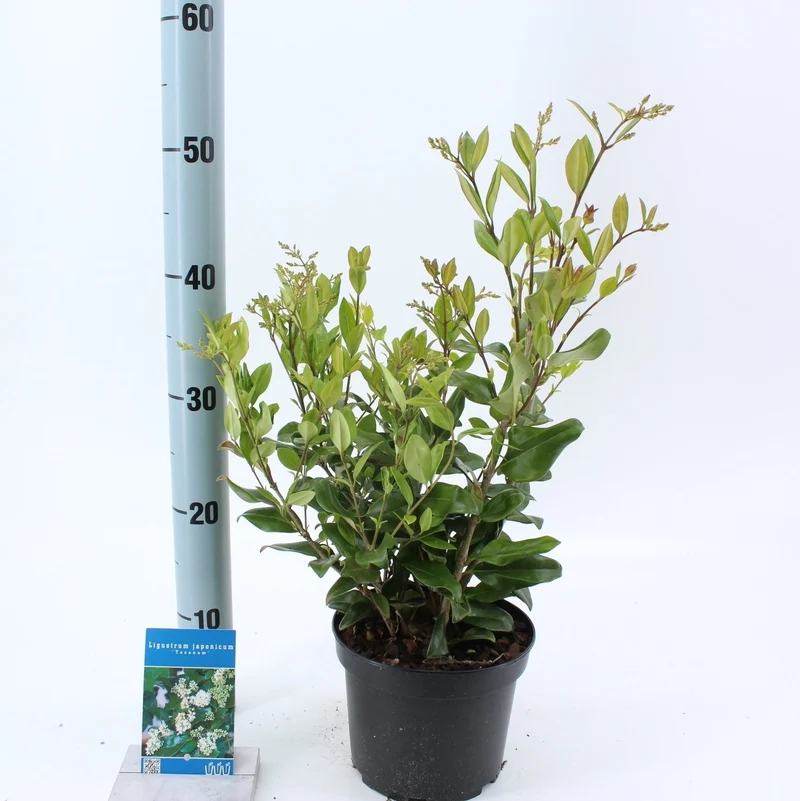 Ligustrum j. 'Texanum' C2 (2 liters kruka) 25-30 cm