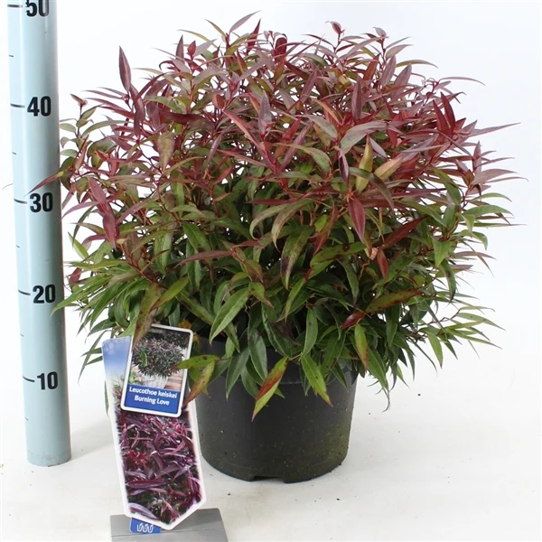 Leucothoe i sorter C5 (5 liters kruka) / 23 cm kruka 30-35 cm