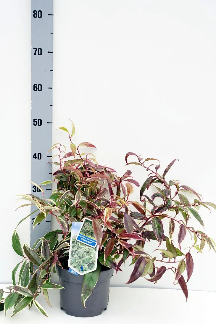 Leucothoe f. 'Whitewater' C2 (2 liters kruka) 25-30 cm