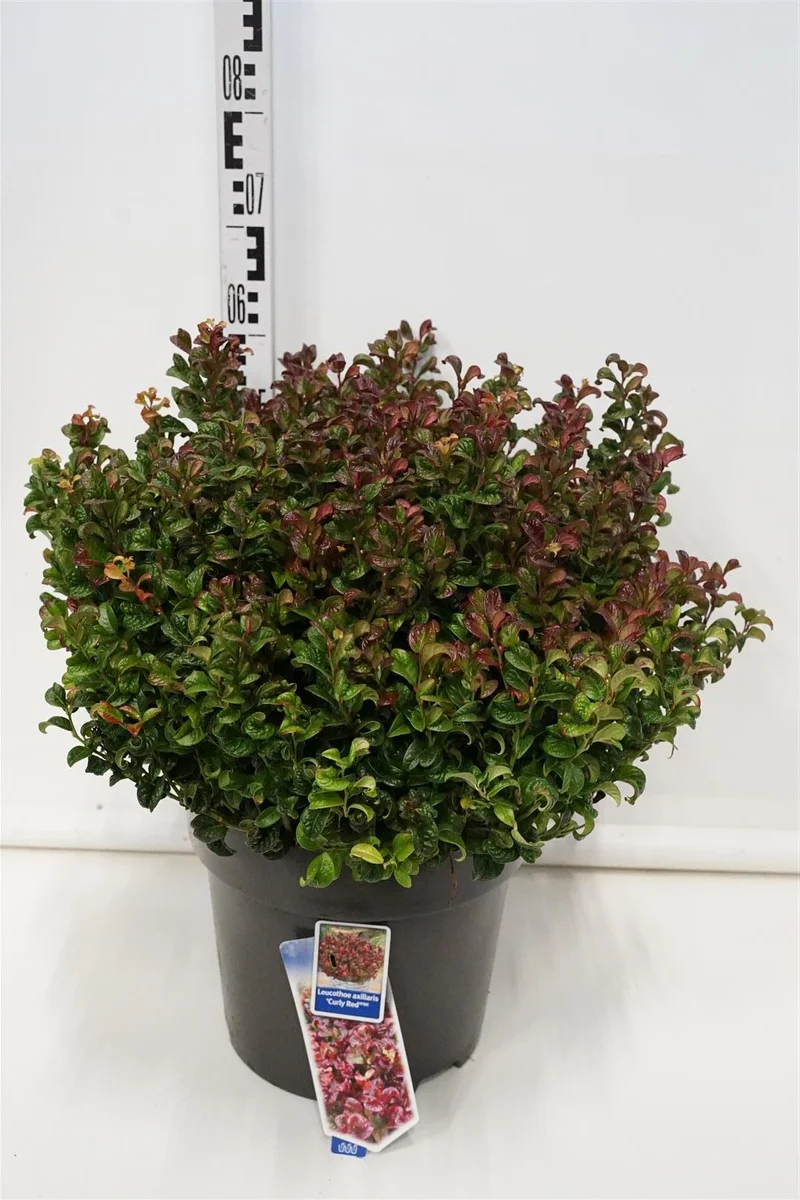 Leucothoe axil. 'Curley Red' 40-50 cm C15 (15 liters kruka)