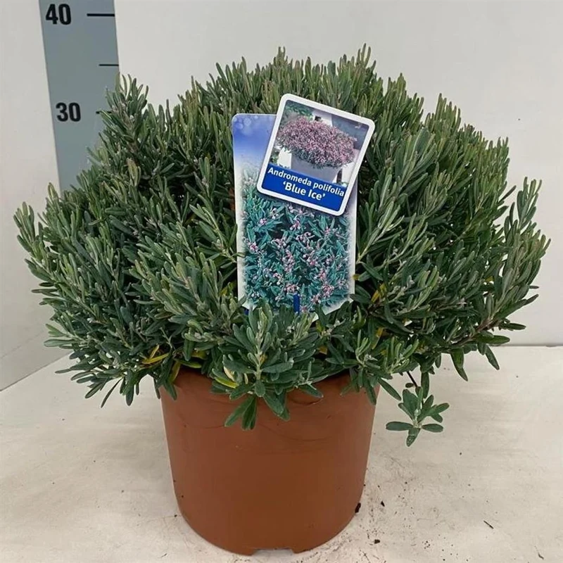 Andromeda polifolia 'Blue Ice' C5 (5 liters kruka) 25-30 cm