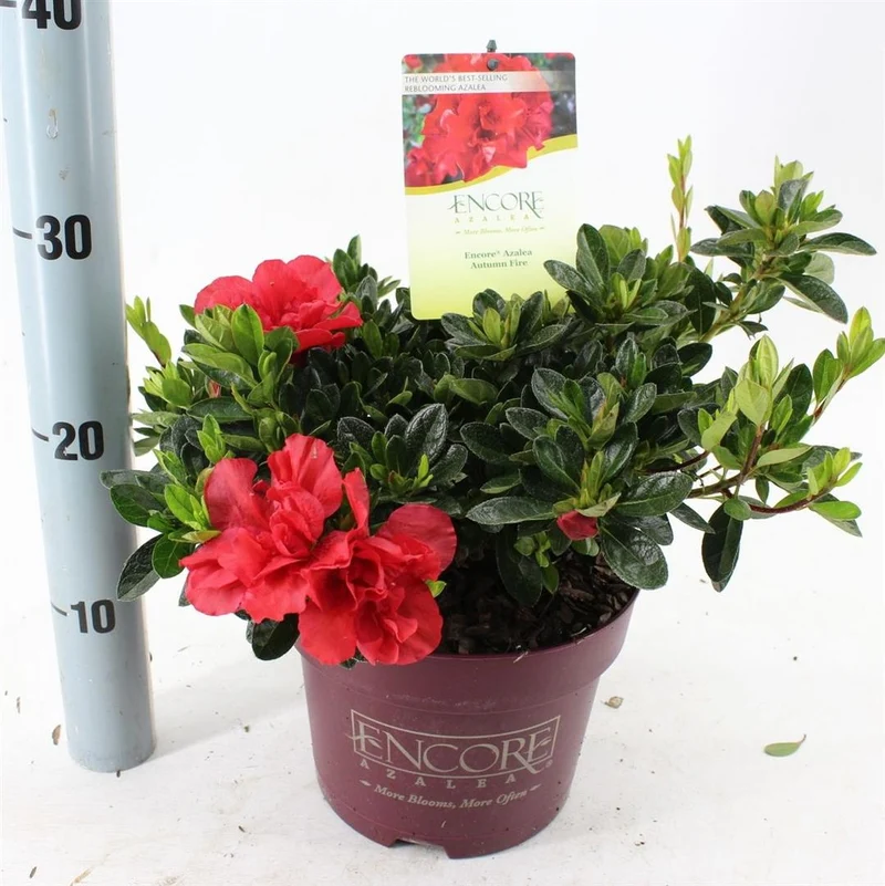 Rhododendron 'Encore'® Autumn Fire C3 (3 liters kruka) 25-30 cm