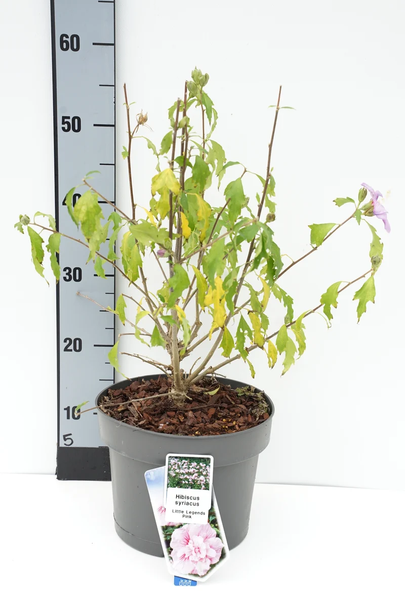 Hibiscus syriacus 'Little Legends Pink' C5 (5 liters kruka) 40-45 cm
