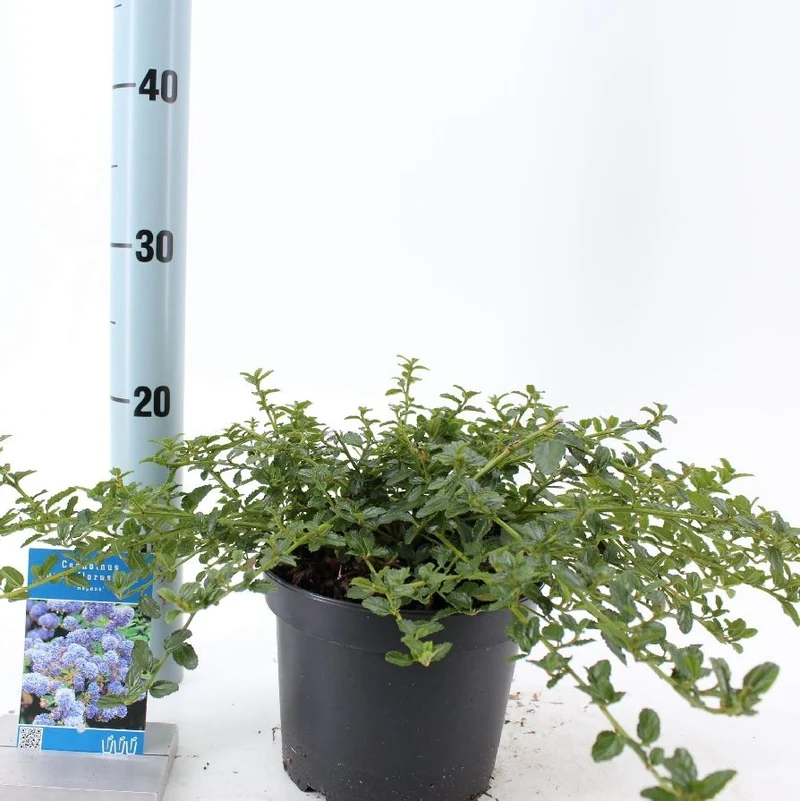 Ceanothus thyrs. repens C2 (2 liters kruka) / 17 cm kruka, 25-30 cm