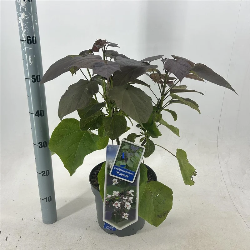 Catalpa erub. 'Purpurea' C5 (5 liters kruka) 40-50 cm