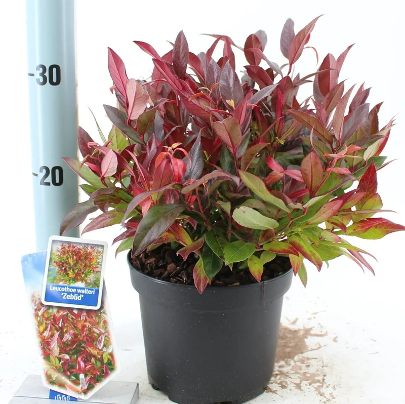 Leucothoe 'Zeblid' C2 (2 liters kruka) 25-30 cm