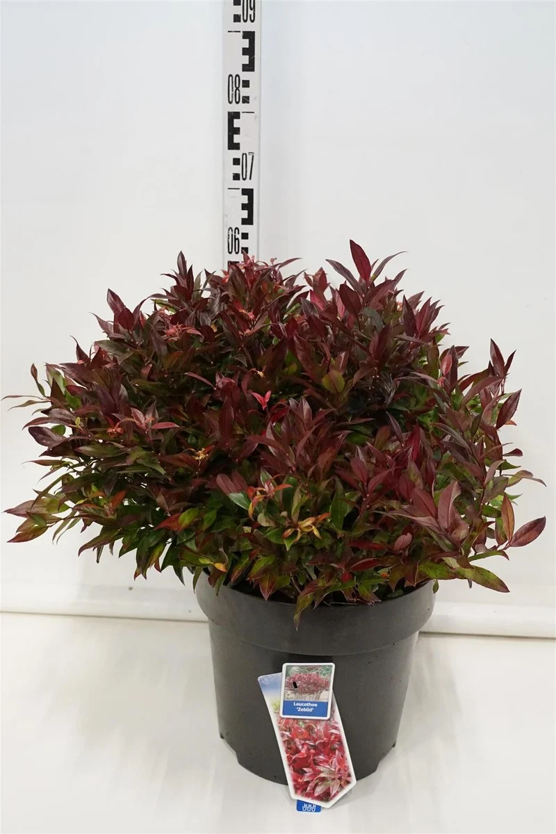 Leucothoe 'Zeblid' C15 (15 liters kruka) 40-50 cm