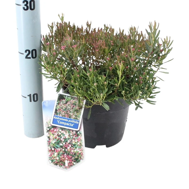 Andromeda polifolia 'Compacta' C5 (5 liters kruka) 25-30 cm
