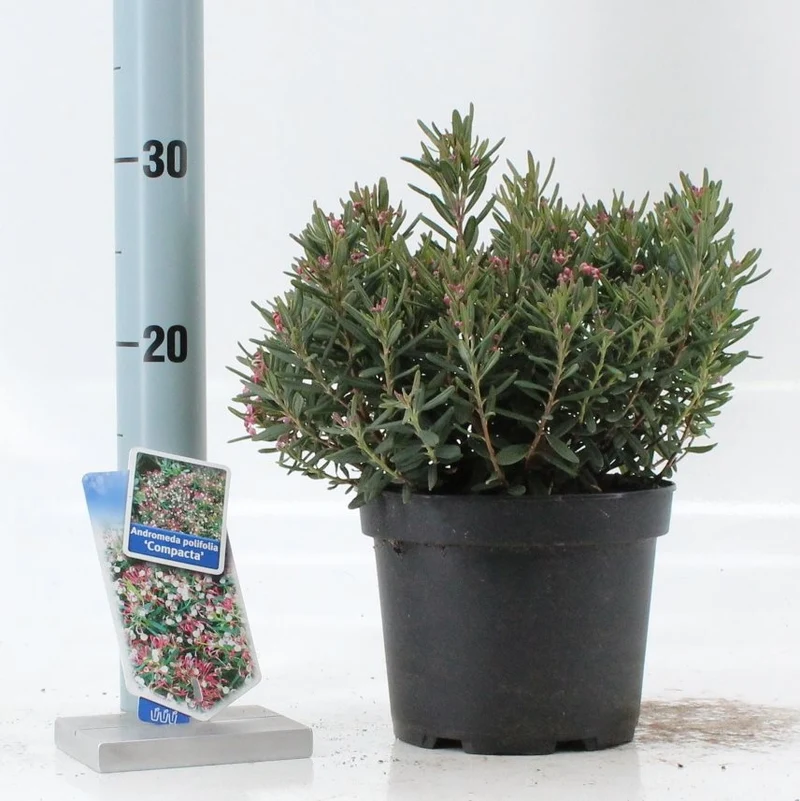Andromeda polifolia 'Compacta' 20-25 cm C2 (2 liters kruka)