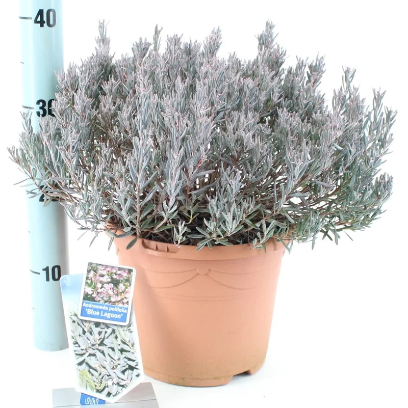 Andromeda i olika sorter C5 (5 liters kruka) / 23 cm kruka, 25-30 cm