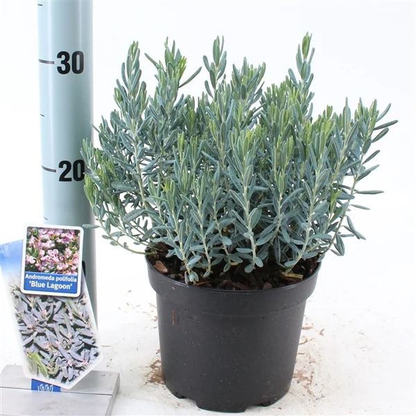 Andromeda i sorter C2 (2 liters kruka) 20-25 cm