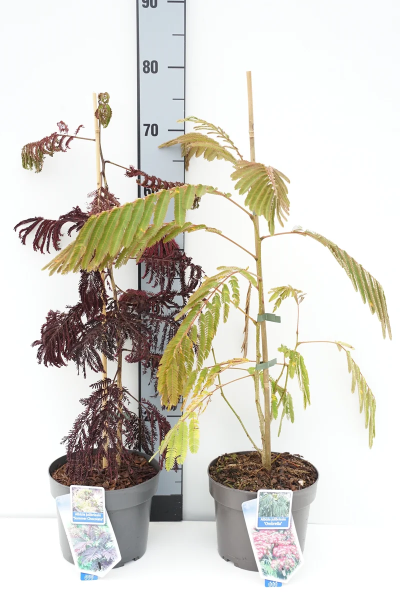Albizia julibrissin i sorter C3 (3 liters kruka) / 19 cm kruka 30-35 cm