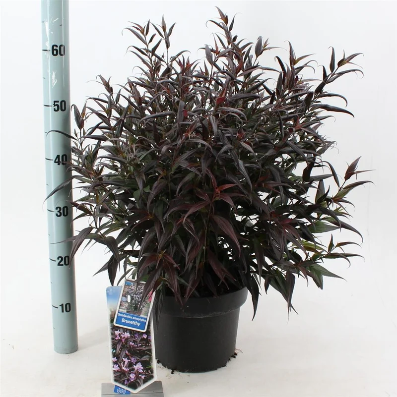 Strobilanthes 'Brunetthy' C5 (5 liters kruka) 30-40 cm