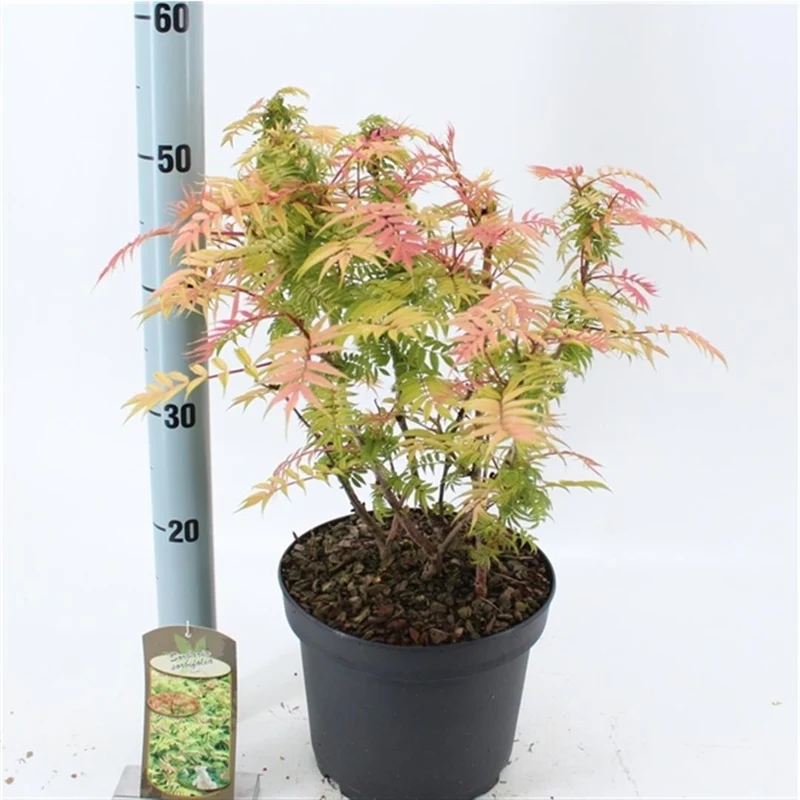 Sorbaria sorb. 'Sem' C5 (5 liters kruka) 35-40 cm