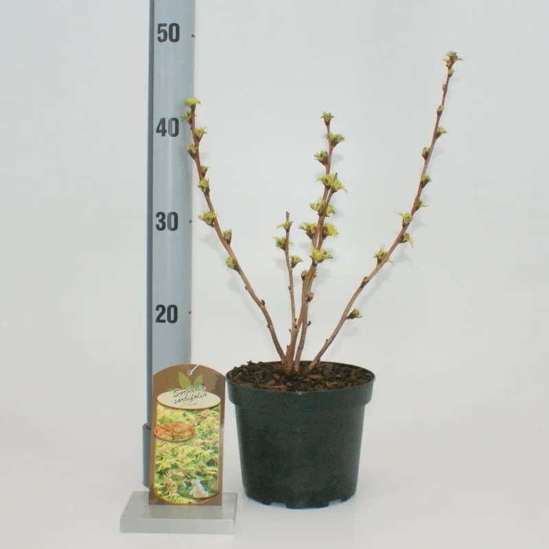 Rönnspirea Sorbaria sorb. 'Sem' 25-30 cm, C2 (2 liters kruka)