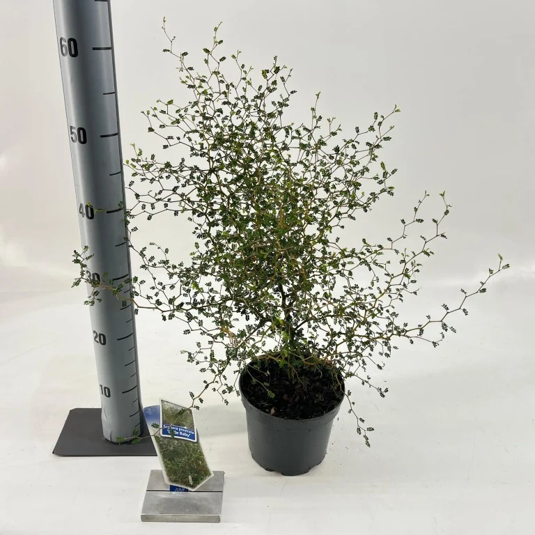 Sophora 'Little Baby' C5 (5 liters kruka) 40-50 cm