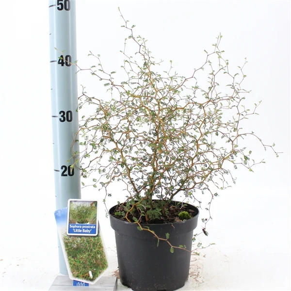 Sophora 'Little Baby' C2 (2 liters kruka) 25-30 cm