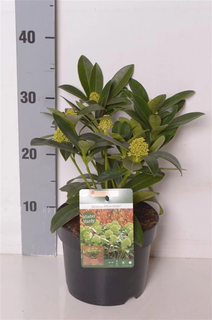 Skimmia j. 'White Globe' C2 (2 liters kruka) / 17 cm kruka, 20-25 cm