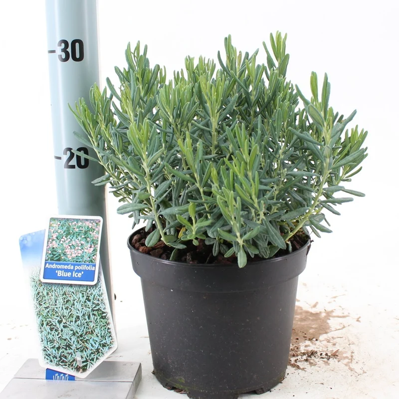 Andromeda polifolia 'Blue Ice' C2 (2 liters kruka) 20-25 cm