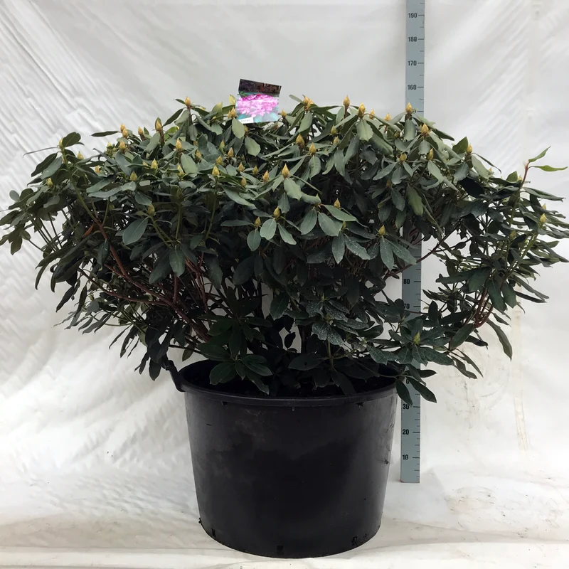 Rhododendron pont. 'Roseum' C135 (135 liters kruka) 90-100 cm