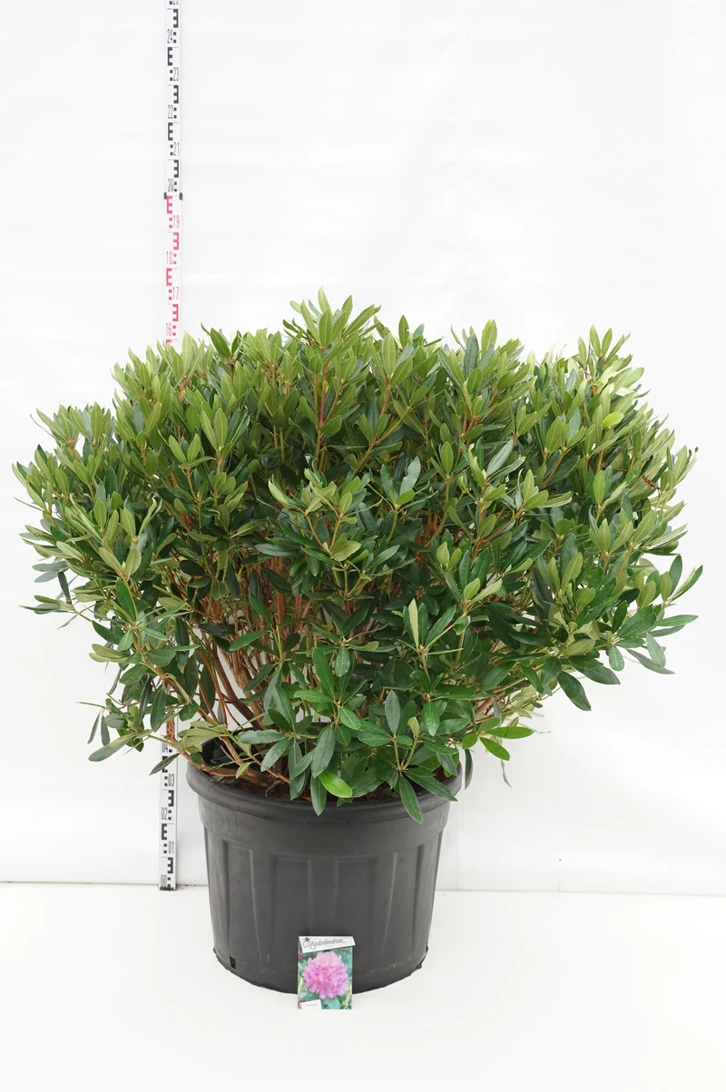 Rhododendron ponticum C135 (135 liters kruka) 100-120 cm