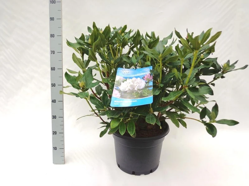 Rhododendron 'Cunningham's White' C20 (20 liters kruka) 60-80 cm