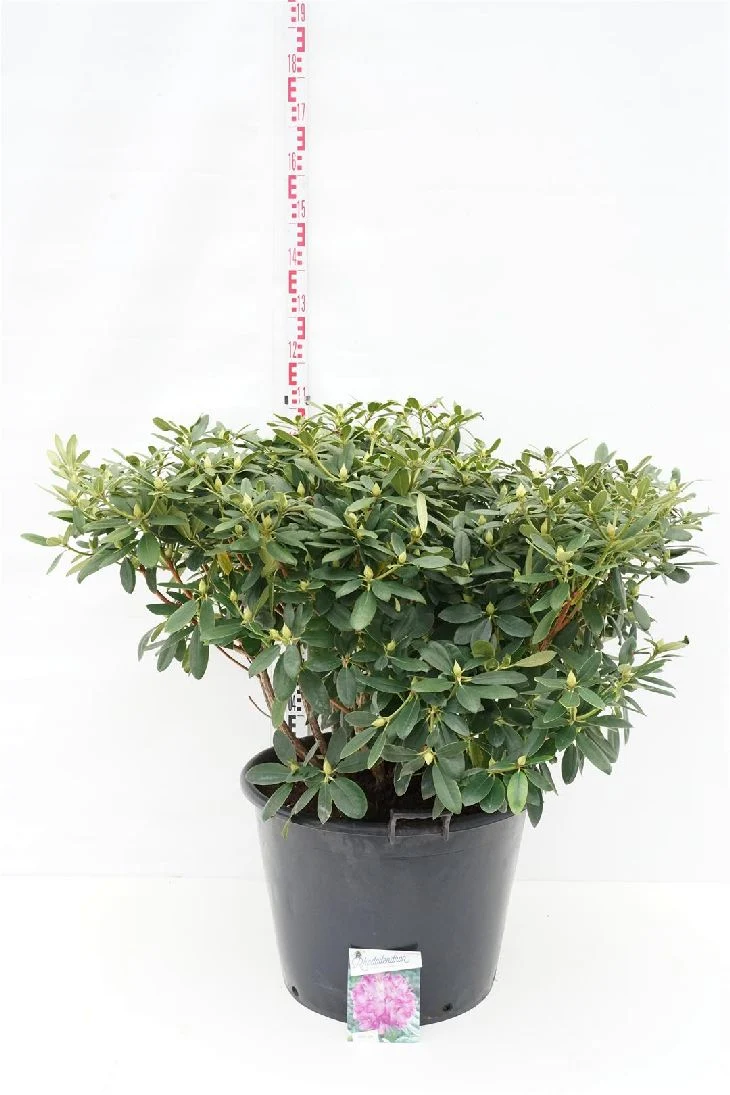 Rhododendron 'Catawb. Grandiflorum' 80-100 cm, C80 (80 liters kruka)