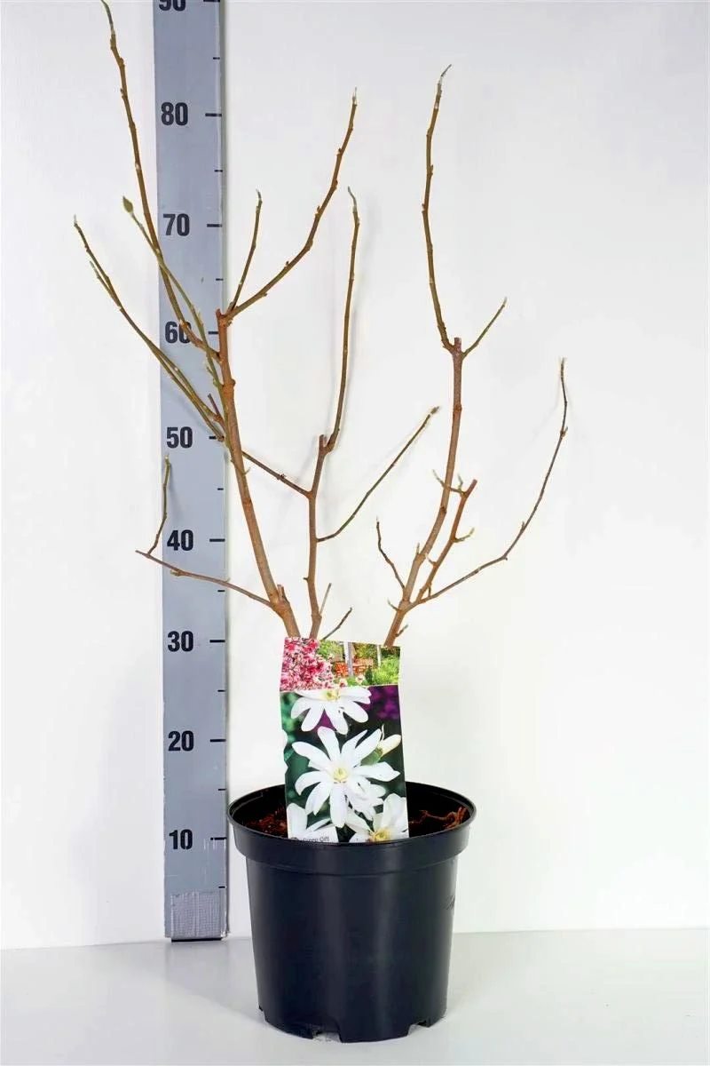 Magnolia stellata 'Royal Star' C5 (5 liters kruka) 50-70 cm