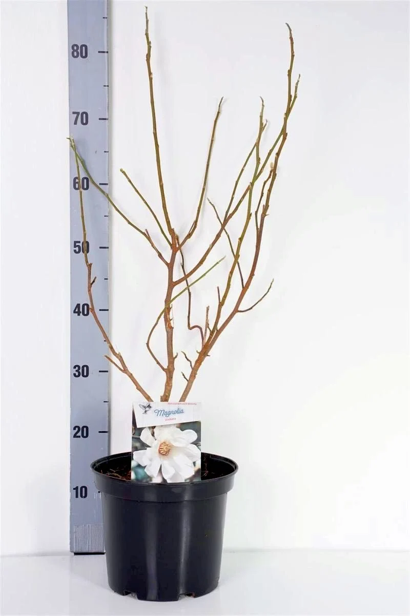 Magnolia stellata C5 (5 liters kruka) 50-70 cm