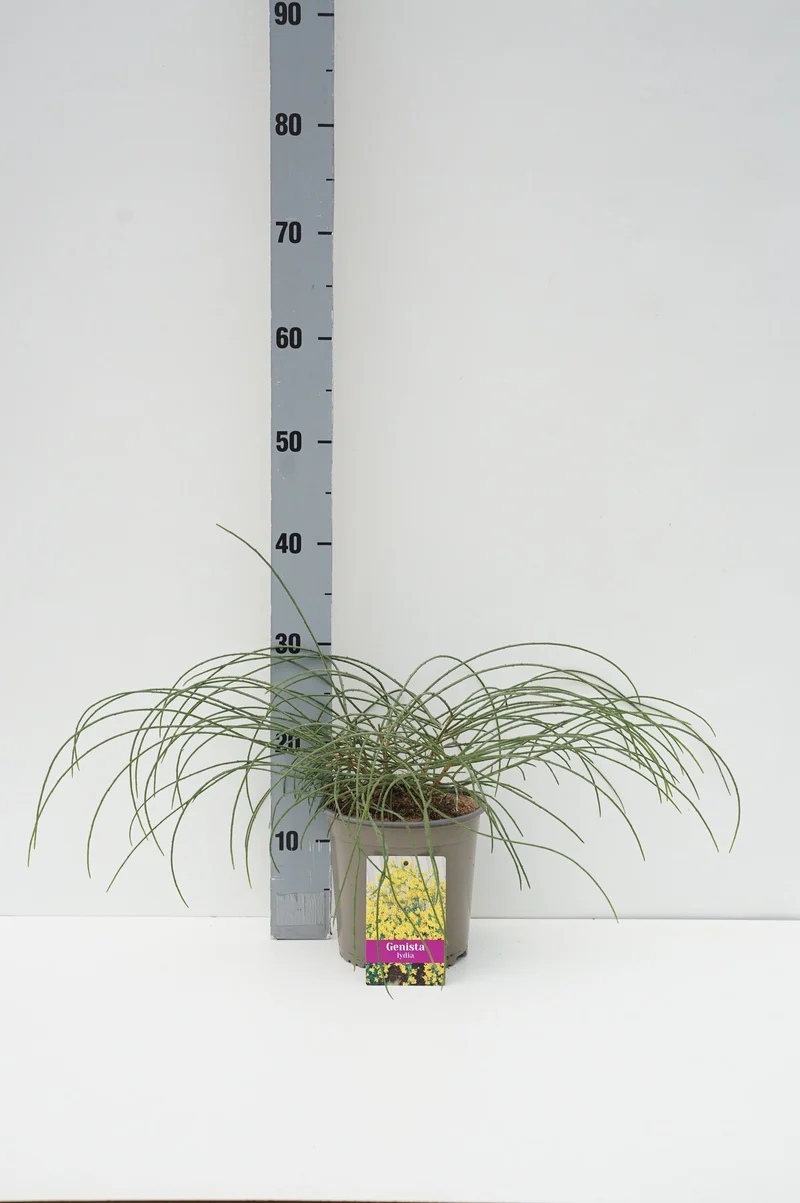 Genista lydia C2 (2 liters kruka) 30+ cm