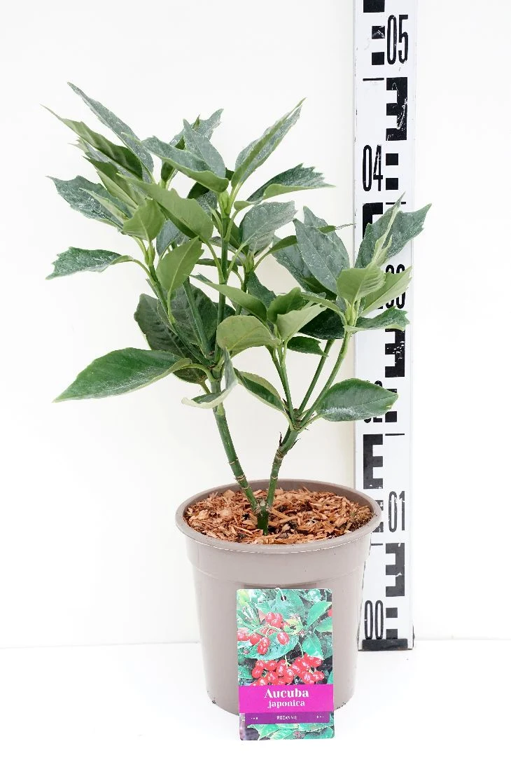 Aucuba japonica 'Rozannie' C2 (2 liters kruka) 30+ cm