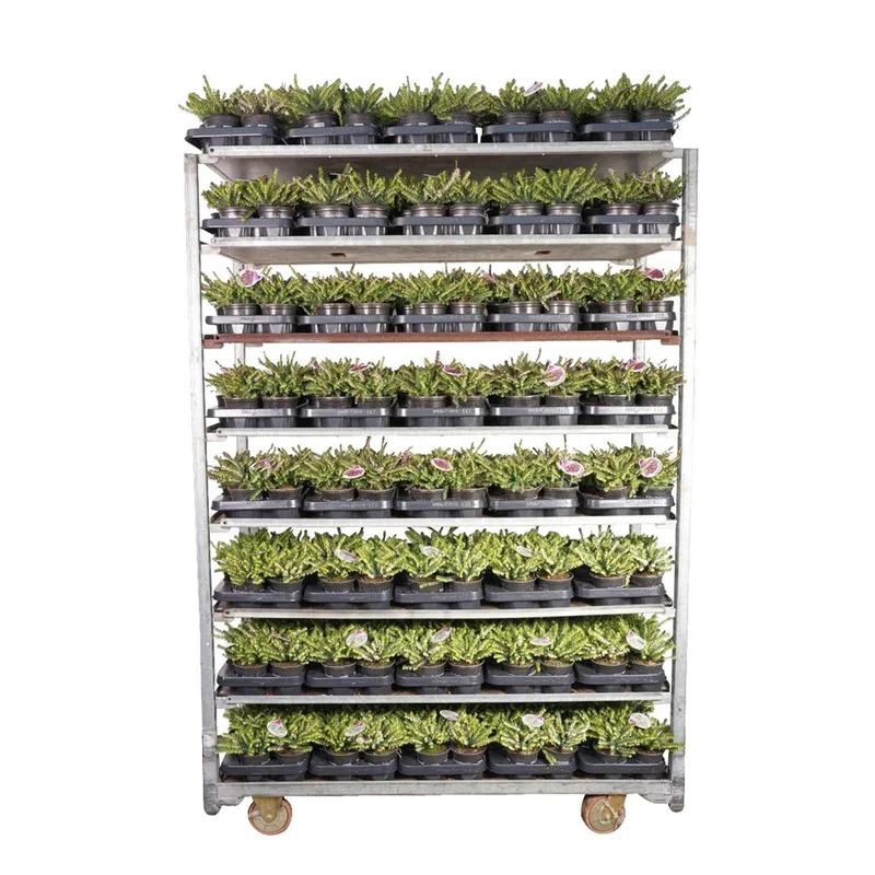 Erica i sorter, 10,5 cm kruka, 10-15 cm