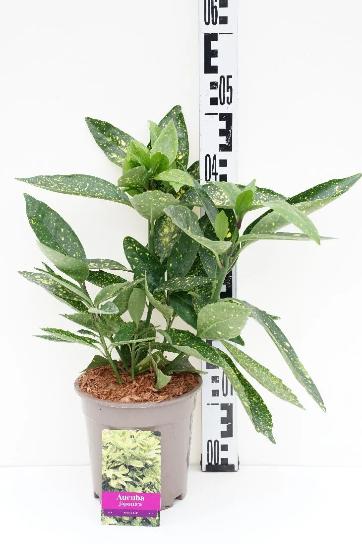 Aucuba japonica 'Variegata' C2 (2 liters kruka) 30+ cm