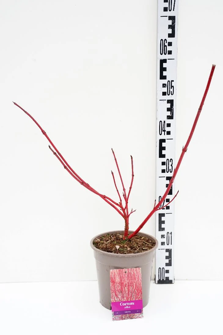 Cornus alba 'Sibirica' C2 (2 liters kruka) 40-60 cm