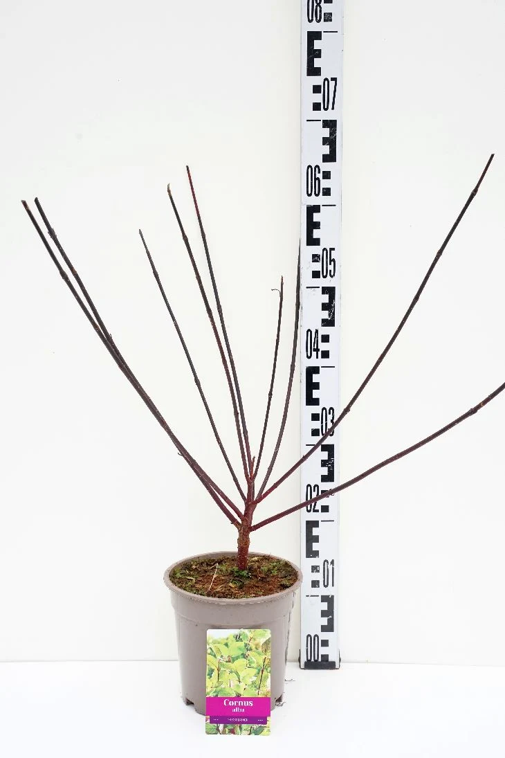 Cornus alba 'Kesselringii' C2 (2 liters kruka) 40-60 cm