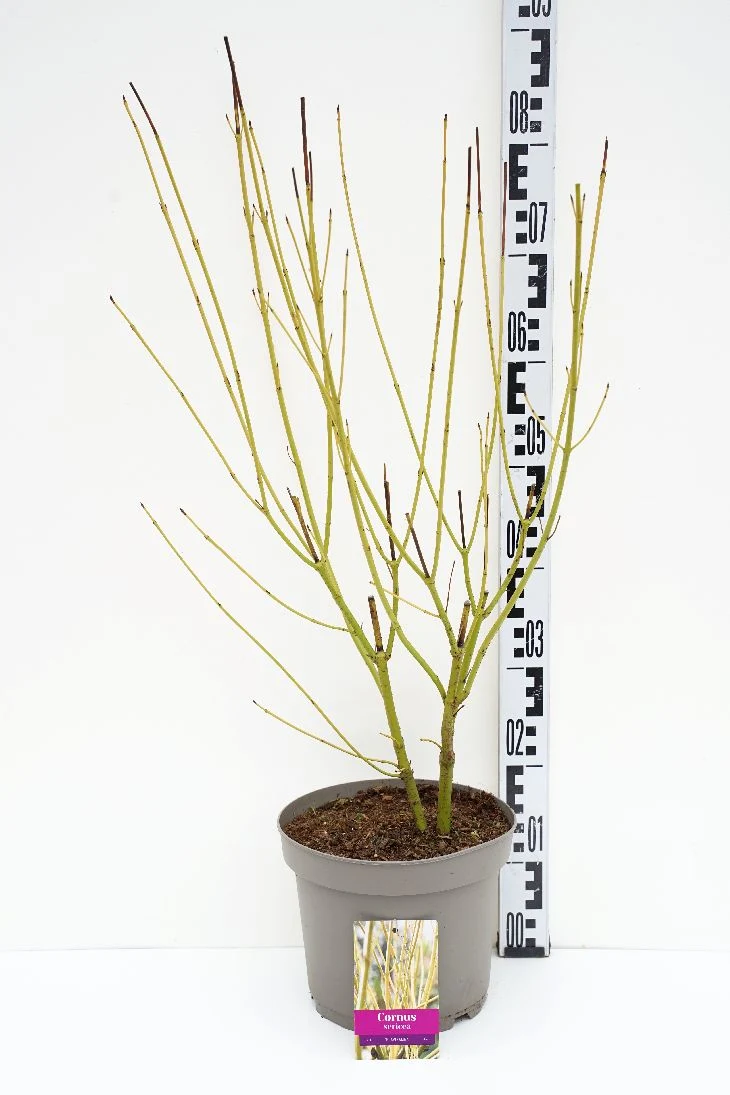 Cornus sericea 'Flaviramea' C5 (5 liters kruka) / 23 cm kruka 60-80 cm