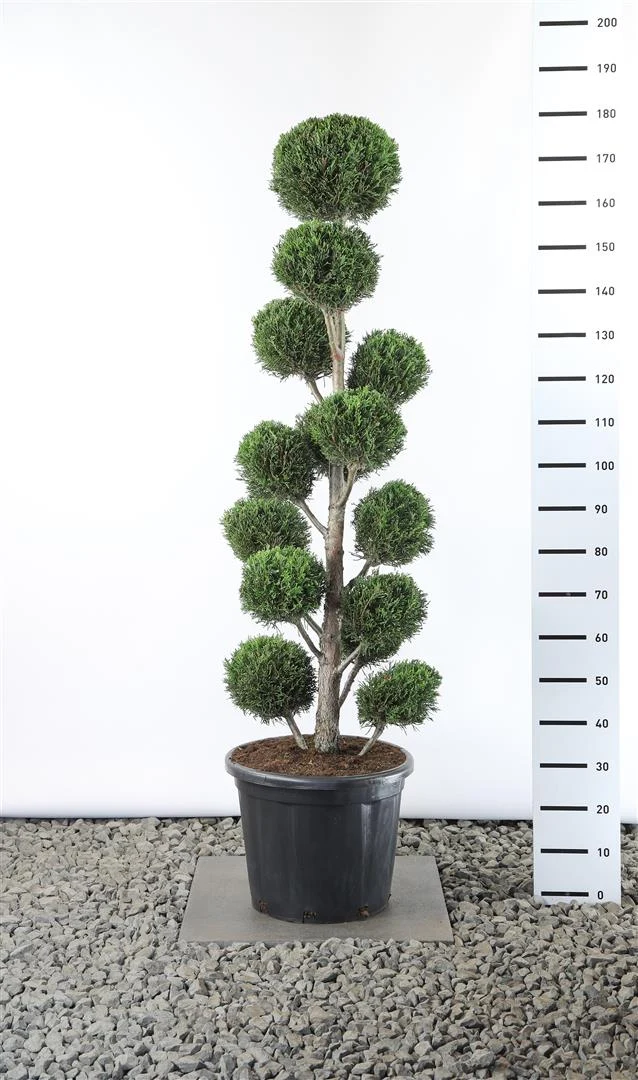 Cupressocyparis l. '2001' Klot 125-150 cm C35 (35 liters kruka)