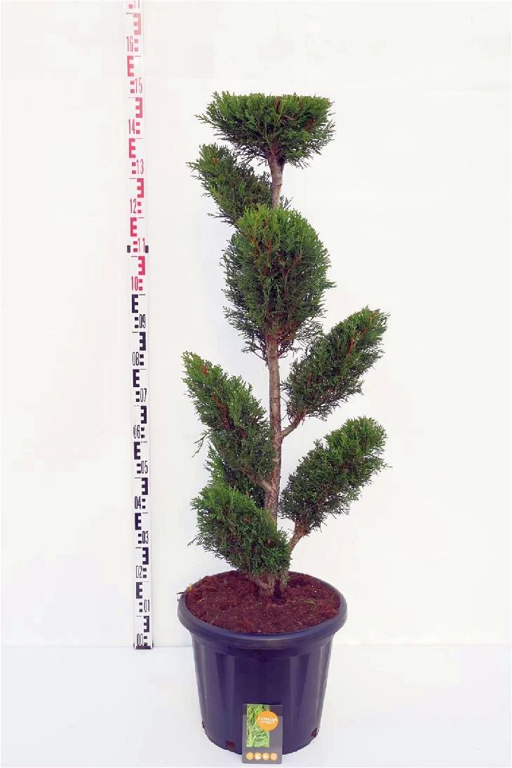 Cupressocyparis l. '2001' 100-125 cm C25 (25 liters kruka)