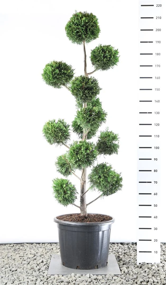 Cupressocyparis leylandii M.BALL 175-200 cm C45 (45 liters kruka)