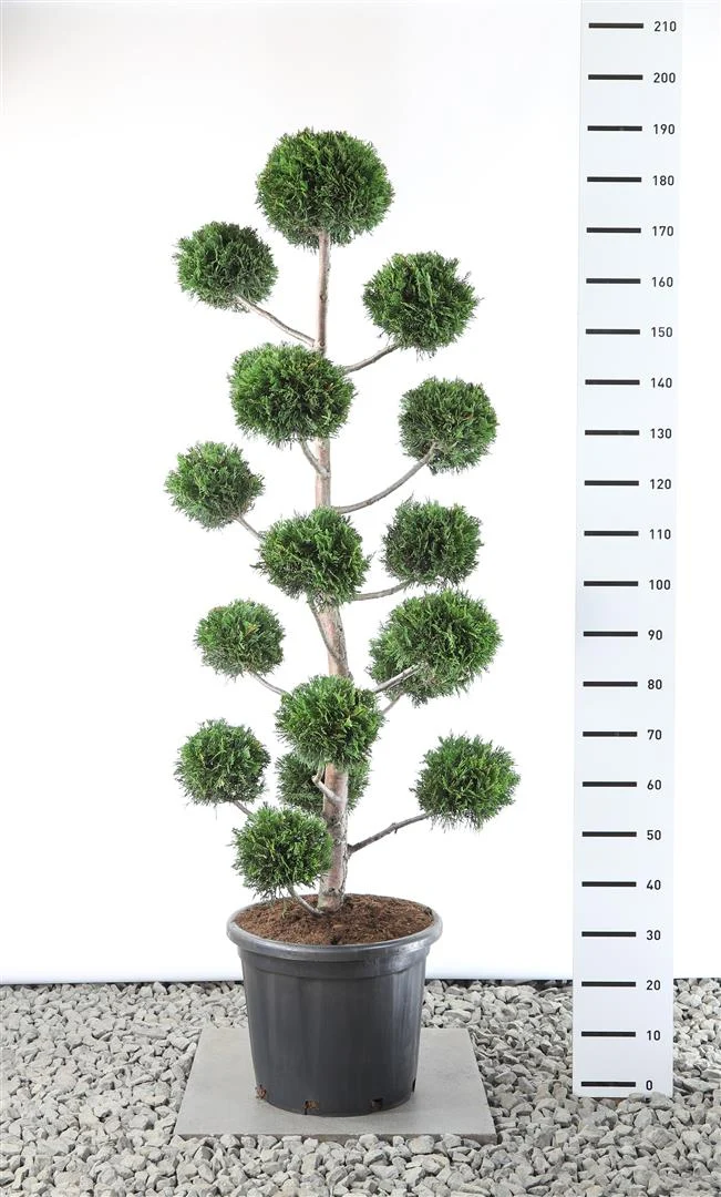 Cupressocyparis leylandii Klot 125-150 cm C35 (35 liters kruka)