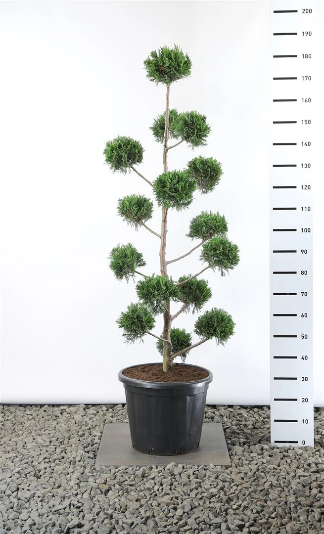 Cupressocyparis leylandii MULTIB 140-160 cm C35 (35 liters kruka)