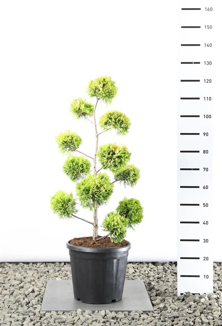 Cupressocyparis l. 'Gold Rider' Multiboll 60-80 cm C20 (20 liters kruka)