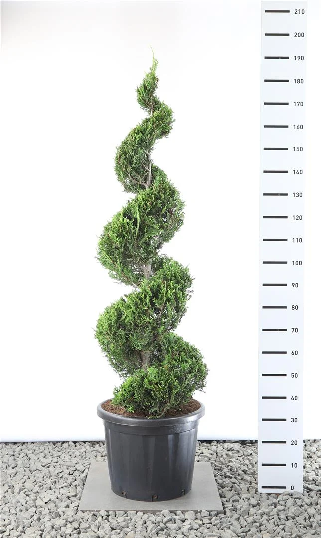 Cupressocyparis l. 'Castlewellan' 125-150 cm C35 (35 liters kruka)