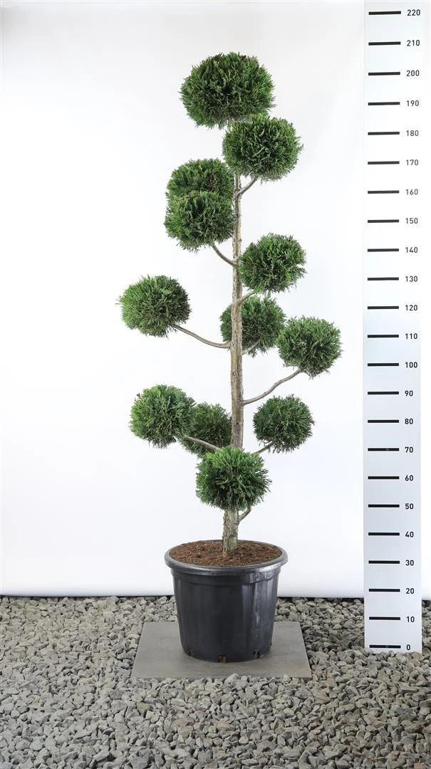 Cupressocyparis leylandii Formklippt boll 150-175 cm C45 (45 liters kruka)