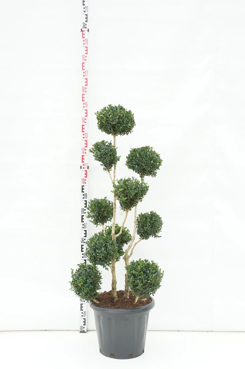 Buxus sempervirens MULTIB 100-125 cm C30 (30 liters kruka)