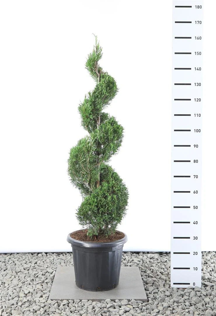 Cupressocyparis l. '2001' 100–125 cm C25 (25 liters kruka)