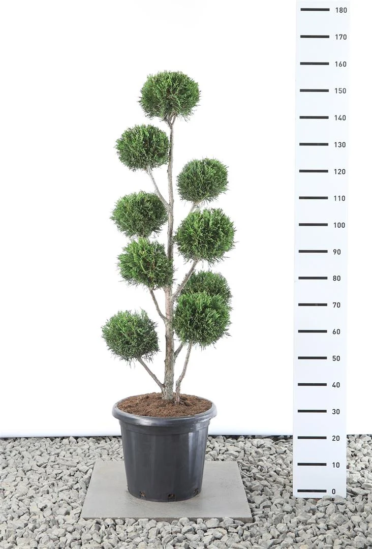 Cupressocyparis l. '2001' Formklippt klot 100-125 cm C20 (20 liters kruka)
