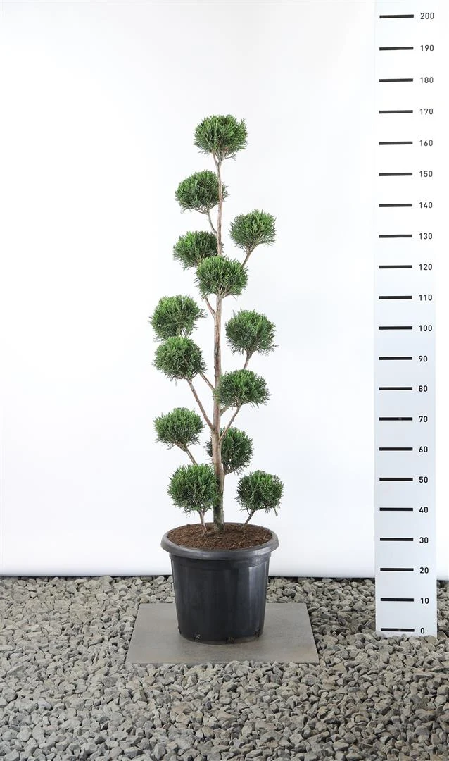 Cupressocyparis l. '2001' Multiball 125-150 cm C25 (25 liters kruka)
