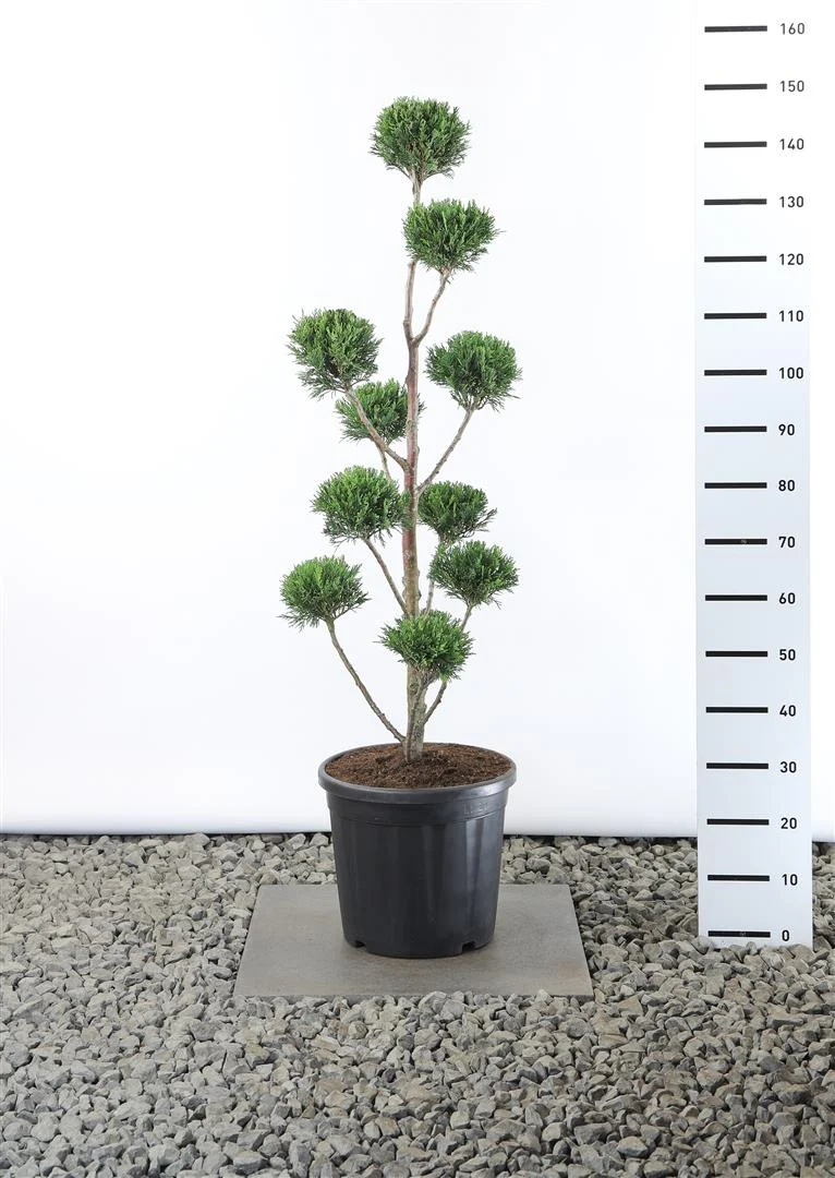 Cupressocyparis l. '2001' MULTIB 100-125 cm C25 (25 liters kruka)