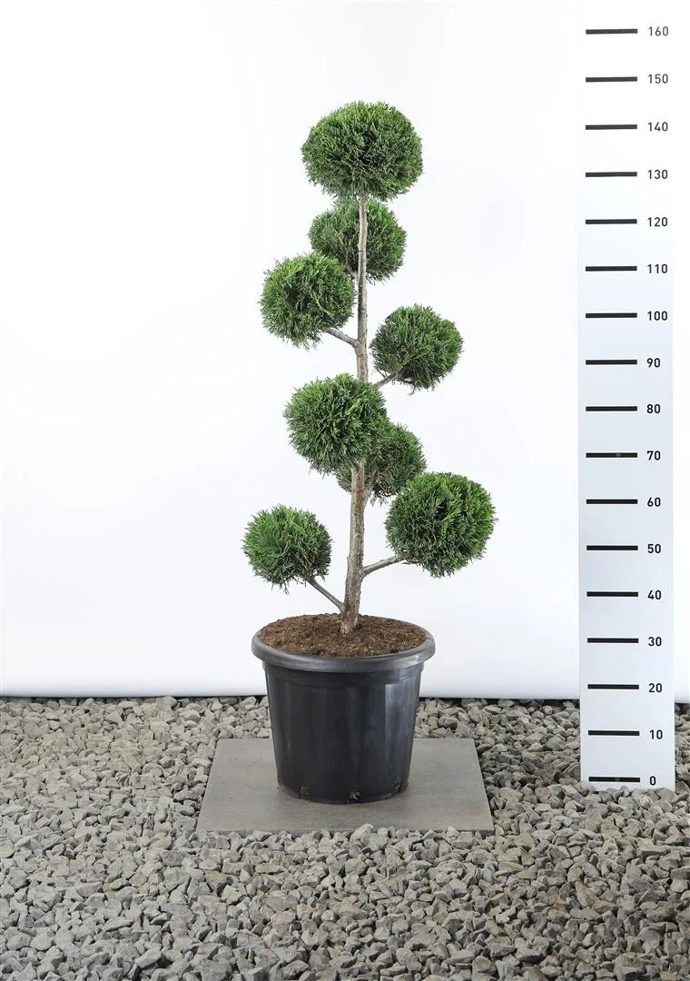 Cupressocyparis leylandii MULTIB 80-100 cm EXTRA C25 (25 liters kruka)